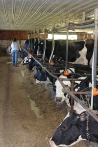 Dairy farm, Benson Farm, Holsteins, Green Pastures Winner