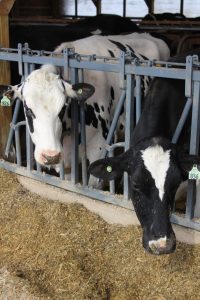 Sawyer couple cows