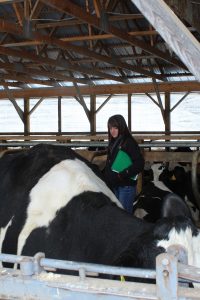 It's not a glamorous job ... Emilee Robertson checks that the cows' manure is the right consistency.