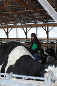 Cow Comfort in Cold Weather - Maine Dairy Promotion Board