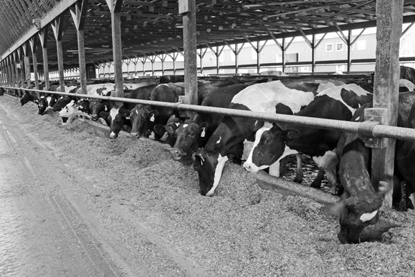 B&W cow barn