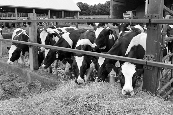 B&W heifers