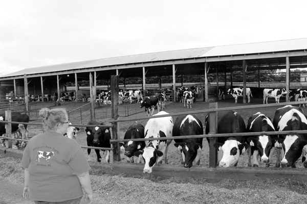 Sarrah at heifer farm