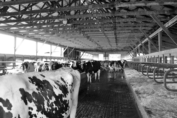 A spacious barn for the milk cows. 