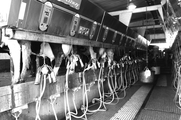 The milking parlor at Simpson View. A great deal has changed since Roger Simpson was milking 39 cows in tie stalls. 