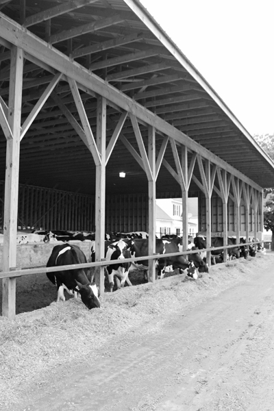 Several new barns have been added as the farm has expanded. 