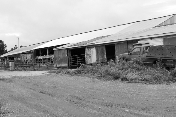 The last of the old barns now houses first calf heifers. 