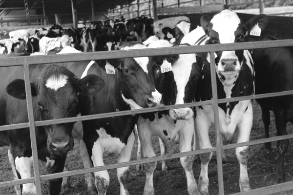 A friendly bunch of young heifers wanting their picture taken.