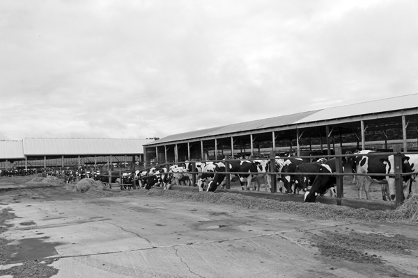 A sea of black and white at the second farm, which houses weaned calves until they are ready to come home and have their first calf nearly two years later.