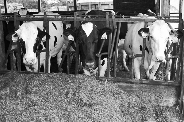 three cows