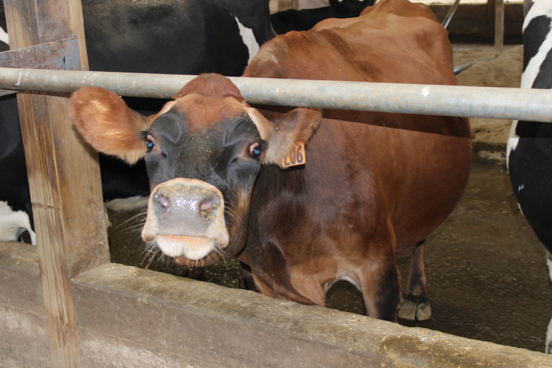 That one Jersey tends to stand out amongst so many Holsteins.