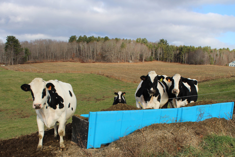 cows in pasture