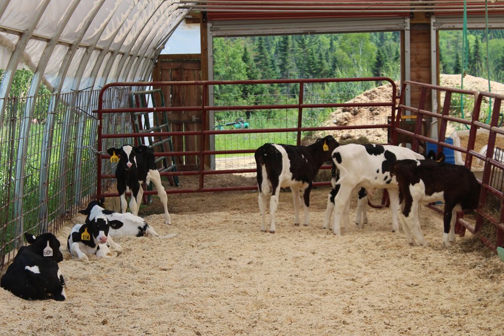 Calves are group housed at Lilley Farms and are fed with a robotic feeder. The calves can have milk whenever they want until they reach their daily limit. This ensures they are getting enough without overeating and making themselves sick. It can also help to wean them, cutting back on the milk as they eat more hay and grain.