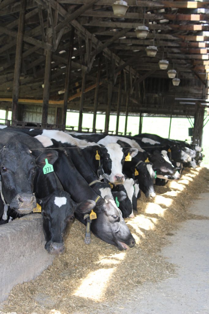 lilley cows eating