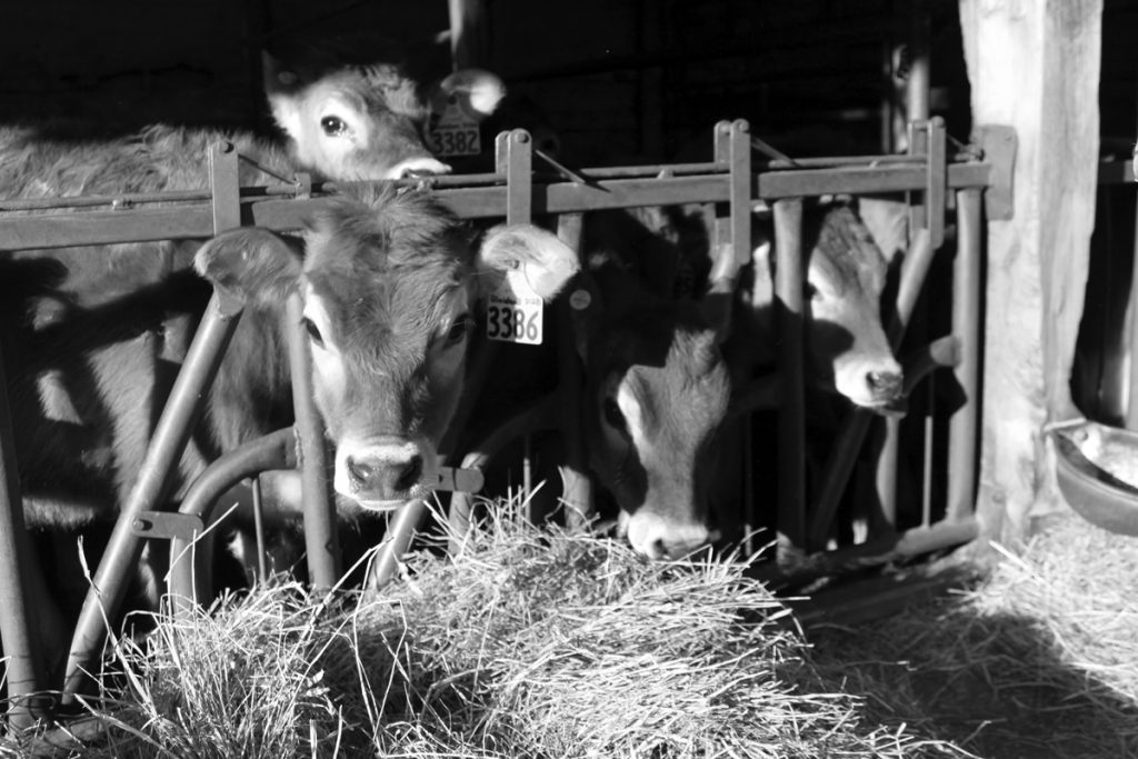 Young heifers at Highland Farms. 