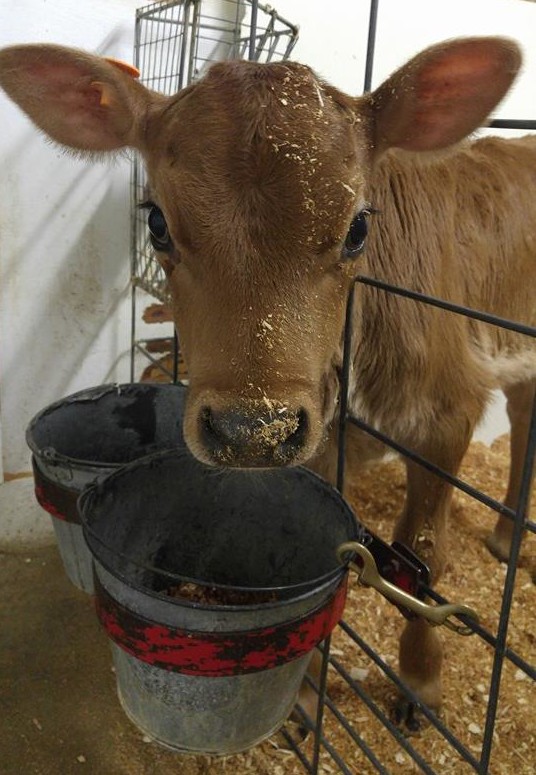 highland calf