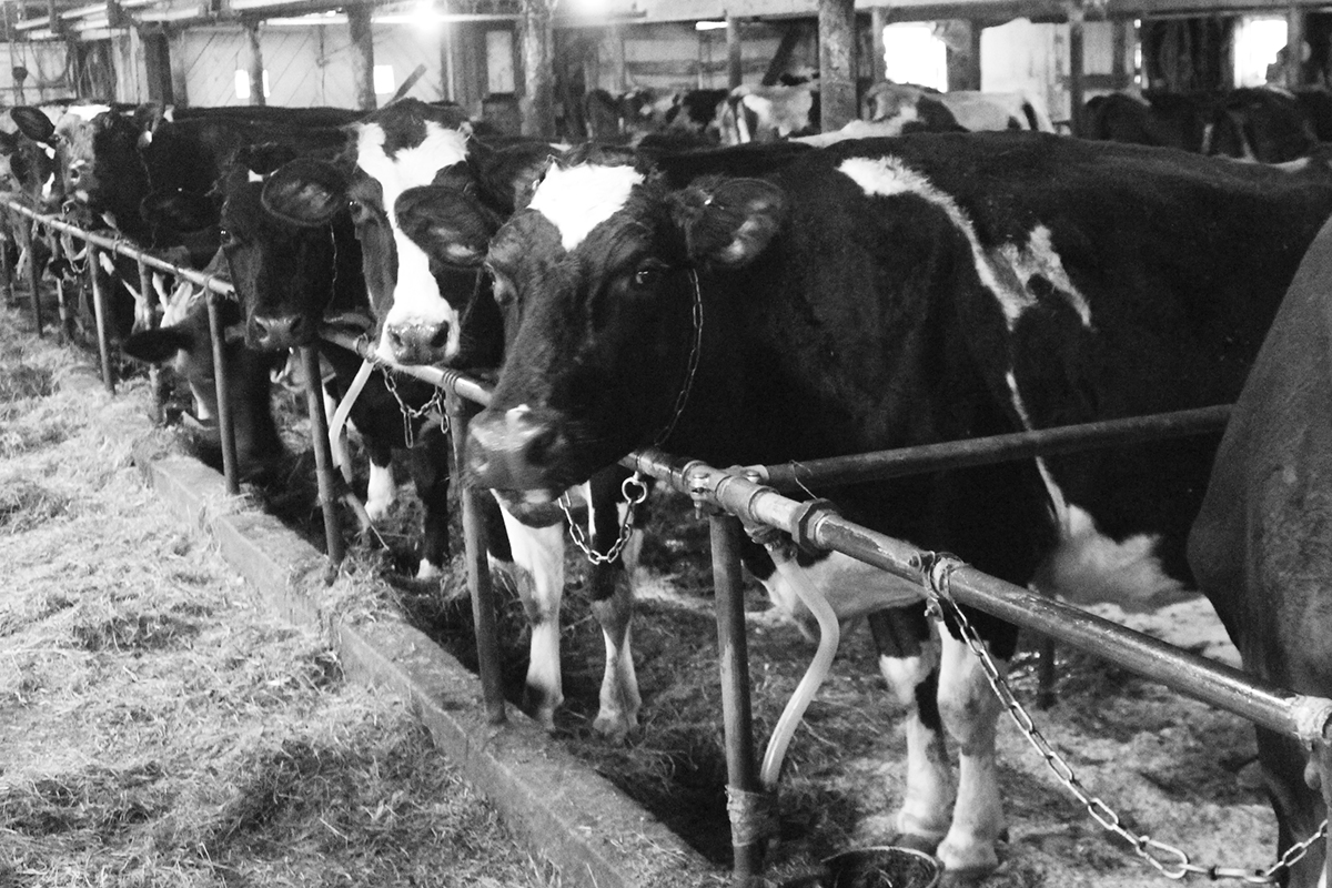 Some of the farm's registered Holsteins.
