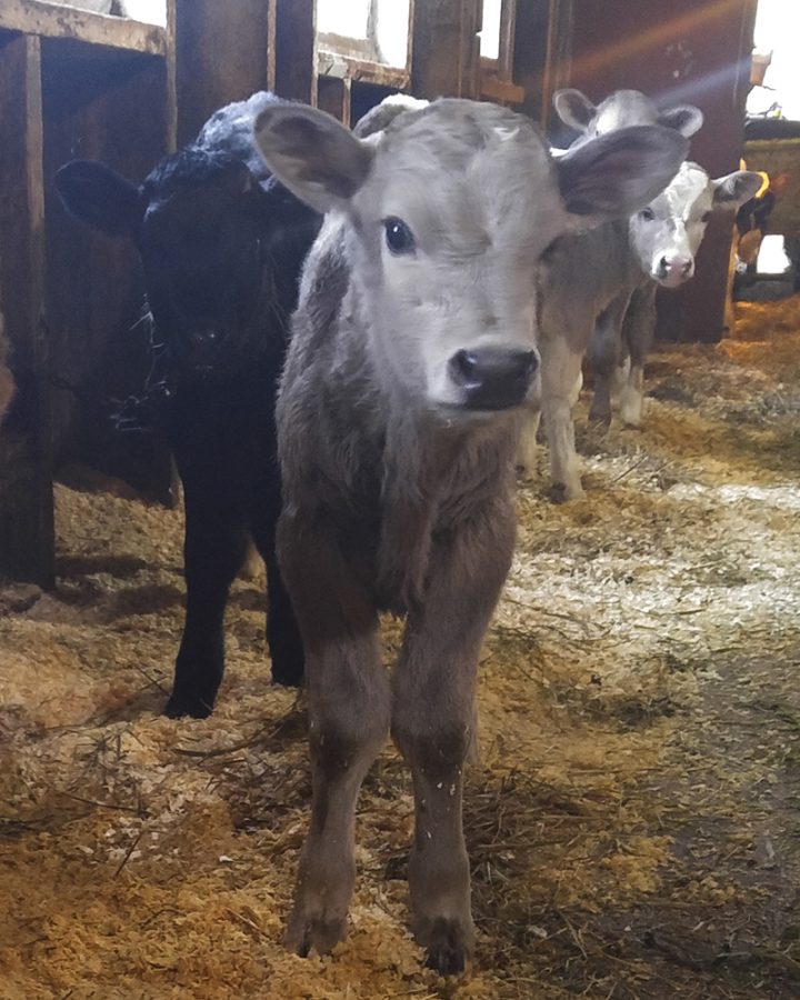 gray calf