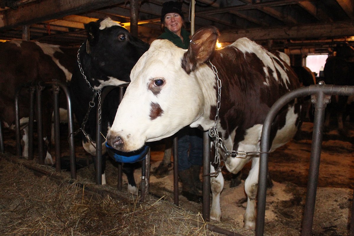 An Ayrshire cow among the Holsteins.