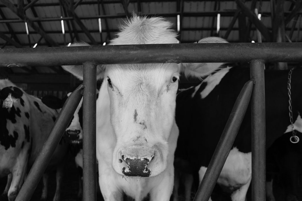 wind gate black and white white cow