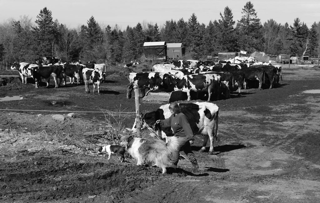 Penny and the dogs get an escapee cow back into the pasture.