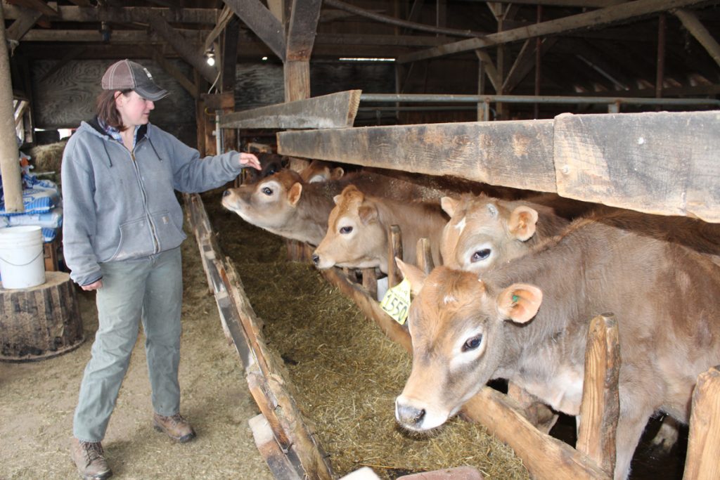 Carrie and heifers