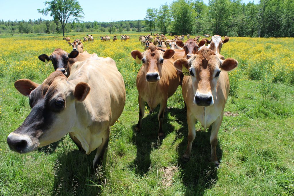 488 acres of farmland are now protected as a Forever Farm thanks to the work of Lois Whitcomb.