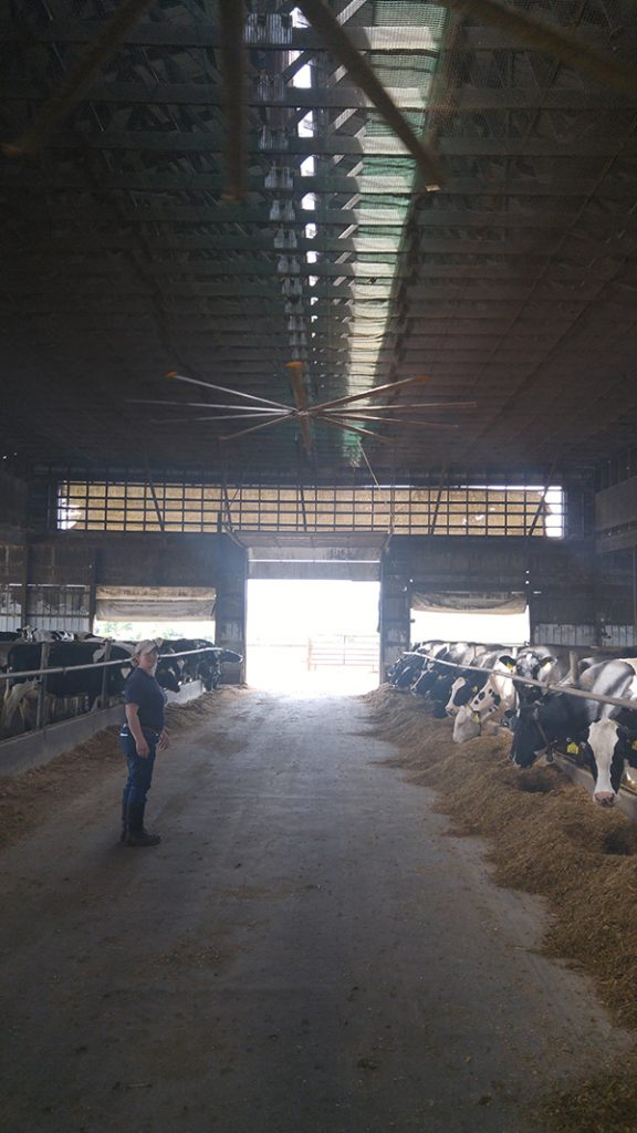 At Brigeen Farms in Turner, large overhead fans keep the air moving.