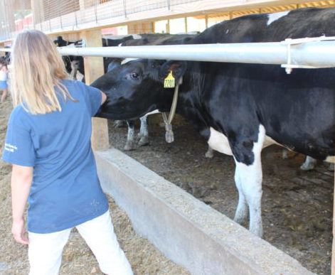 Collars around the cows' necks at Brigeen Farms transmit health information to a computer, so the farmers can get constant updates and check in with their cows. 