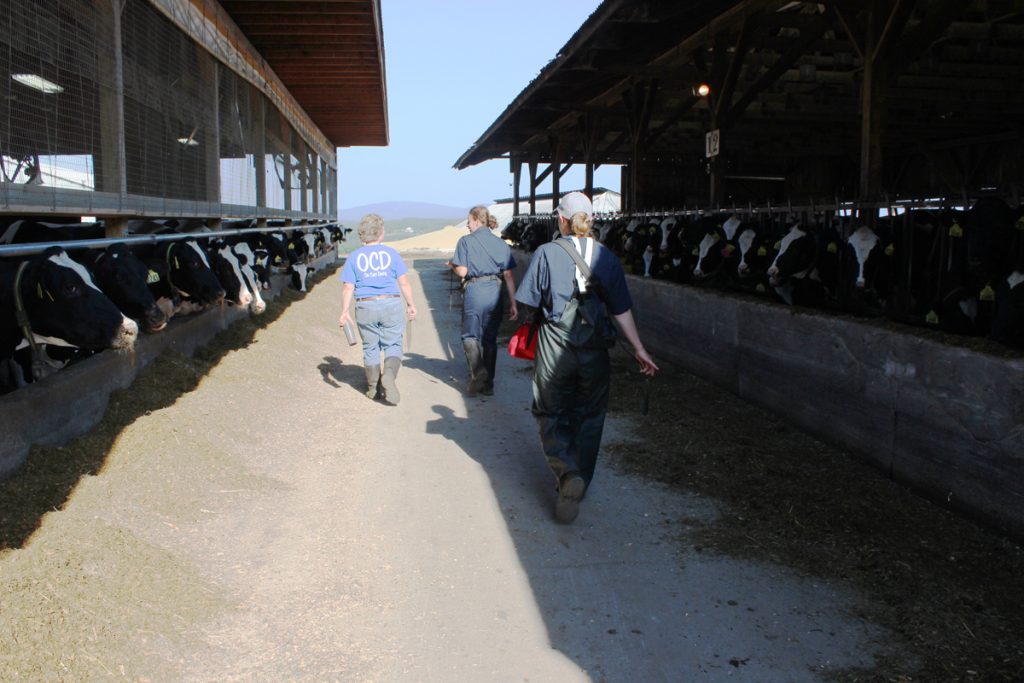 Dairy farmer Betsy Bullard with veterinarians Meghan Flanagan and Jana Zwetsloot at Brigeen Farms in Turner.