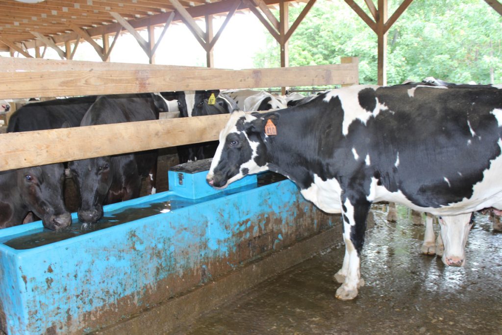 cows drinking