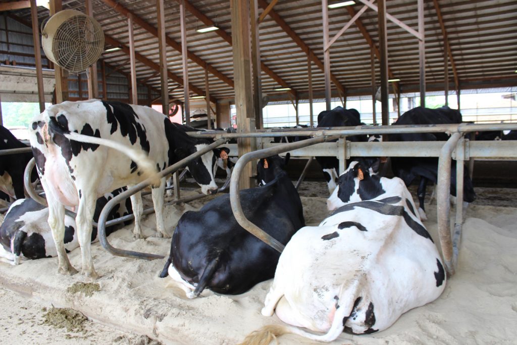 Barns like this one that houses cows at Twin Brook Dairy in Minot, are built to keep cows out of the elements, to provide shade, ventilation, cool air thanks to the fans pointed down on them and comfortable bedding - sand in this case, which stays cool in the summer. 