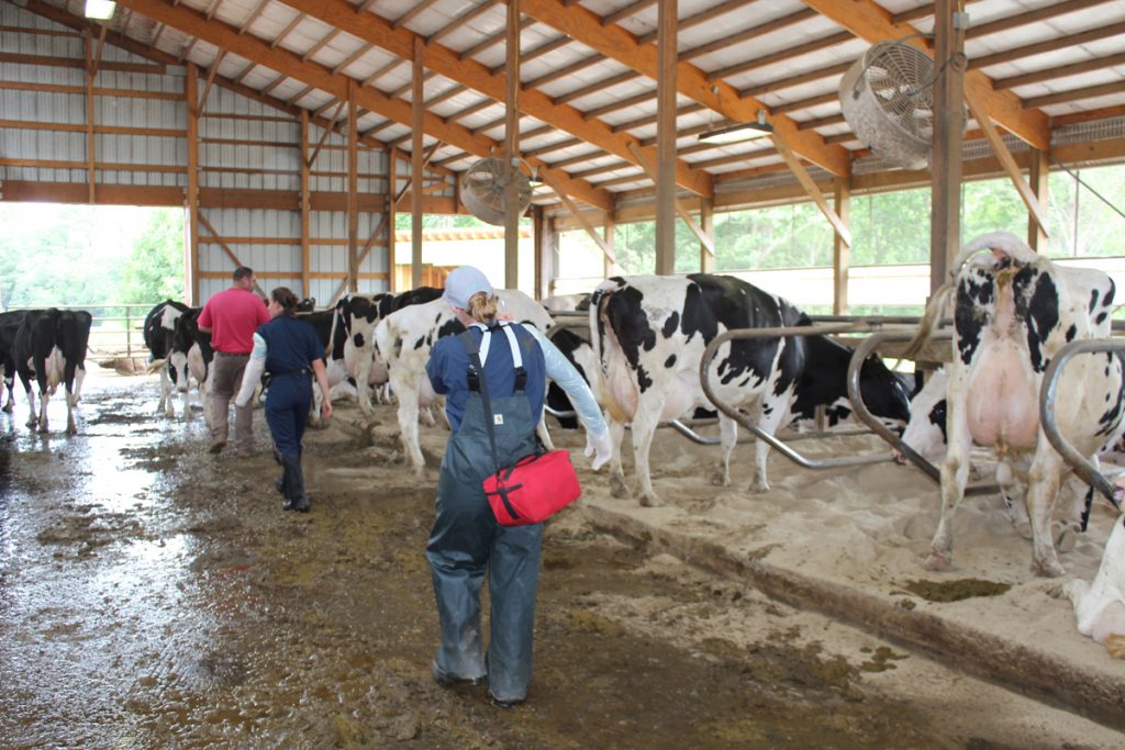 "Low stress handling is always important with cows, but especially in the heat," said Meghan Flanagan, DVM. She and fellow veterinarian Jana Zwetsloot, along with dairy farmer Adam Trundy, are careful to move easily around the cows during a recent herd check. Flanagan said farmers will reschedule things like vaccinations or breeding during the heat to keep stress to a minimum.