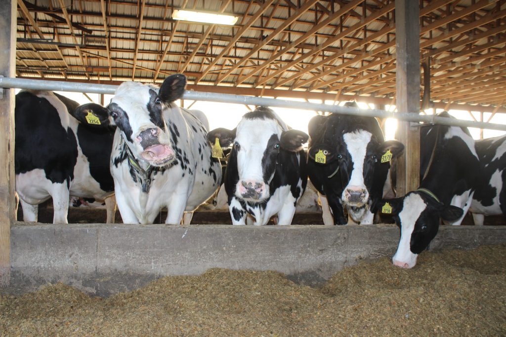 Moo-ving Day on Maine Dairy Farm - Maine Dairy Promotion Board