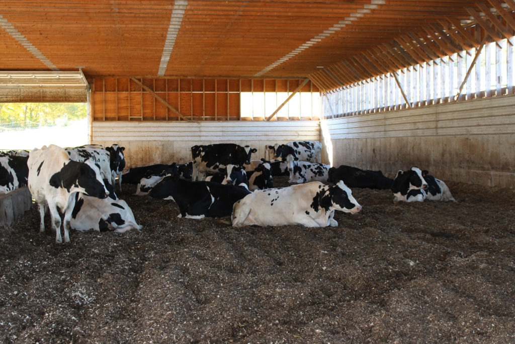 Comfy cows keeping cool in the bedded pack barn on a hot Autumn day. 
