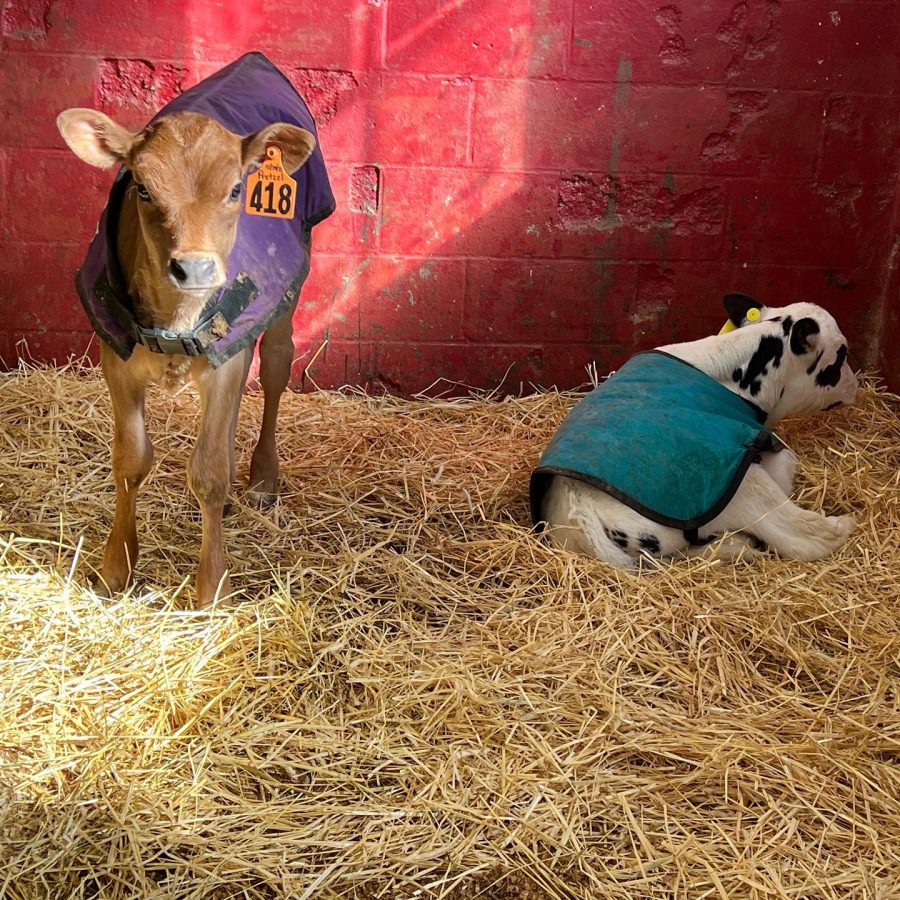 Cow Comfort in Cold Weather - Maine Dairy Promotion Board